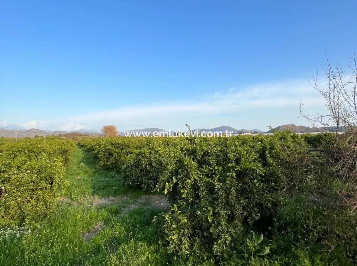 Zitrusgarten Zum Verkauf In Ortaca Dalakli Nachbarschaft Von Muğla