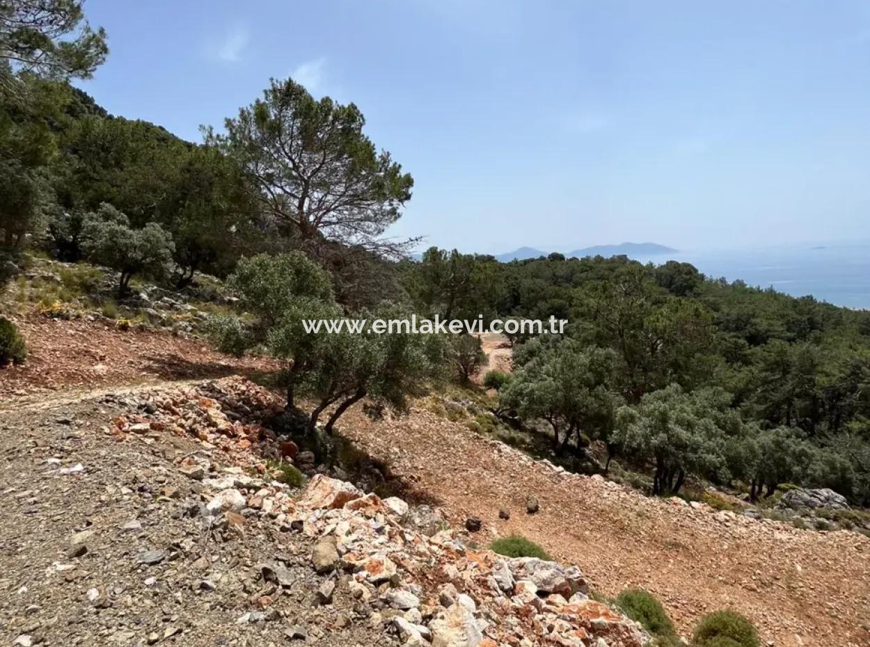 İlhan Emlaktan Sarigermede 15 Decares Land Zum Verkauf