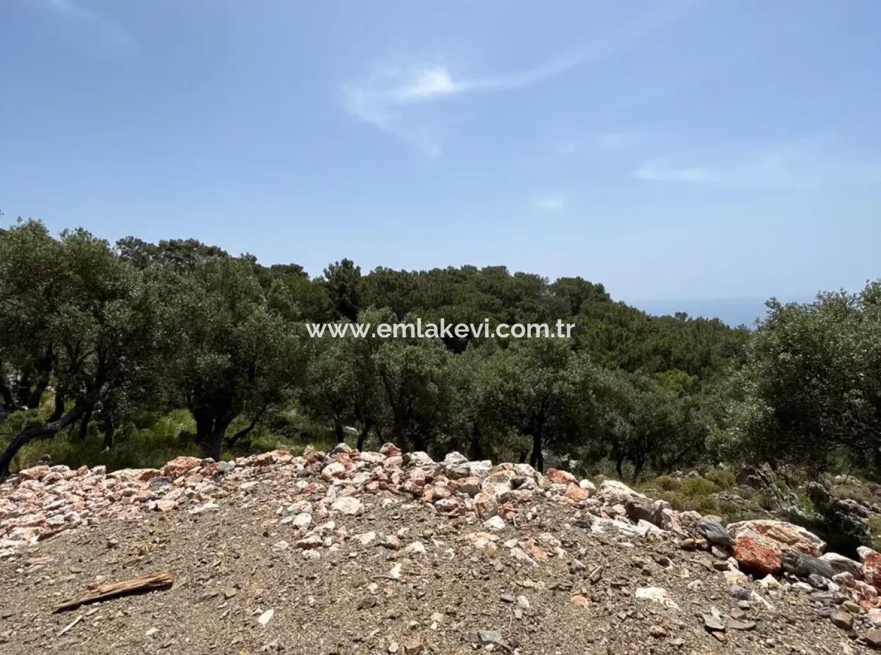 İlhan Emlaktan Sarigermede 15 Decares Land Zum Verkauf